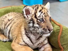 -大连森林动物园