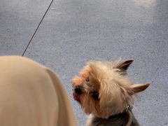 -顺强宠物诊所·狂犬免疫·夜诊·骨科(嘉定店)