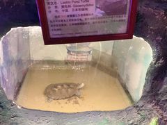 -上海大自然野生昆虫馆(东方明珠·爬宠昆虫探索中心)