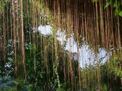 -广西壮族自治区药用植物园