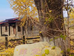 -千年银杏谷文化旅游区