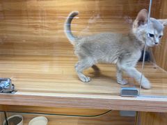 -猫十亿·布偶金渐层·曼基康矮脚猫舍(青年路店)