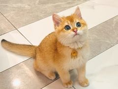 -lincat·猫舍(广州店)