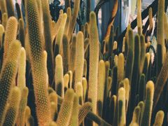 -深圳市中科院仙湖植物园