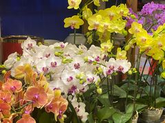 -双季花艺园艺市场(浦东店)