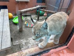 -青藏高原野生动物园