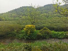 -中国茶叶博物馆(双峰馆区)