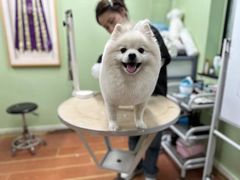 -鑫艺宠物美容培训学校