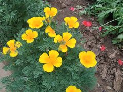 -国家植物园南园