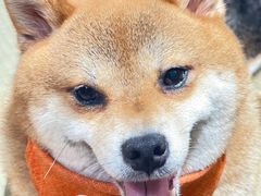 -逗柴咖啡屋·狗咖猫咖宠物桌游