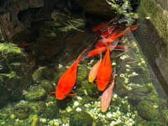 -渔人码头(中南店)