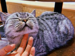 -Heymao猫咖.咖啡厅(东门店)