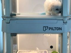 -翊宠yipet猫狗购宠庄园