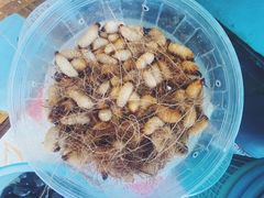 -崖口红树林海鲜餐厅