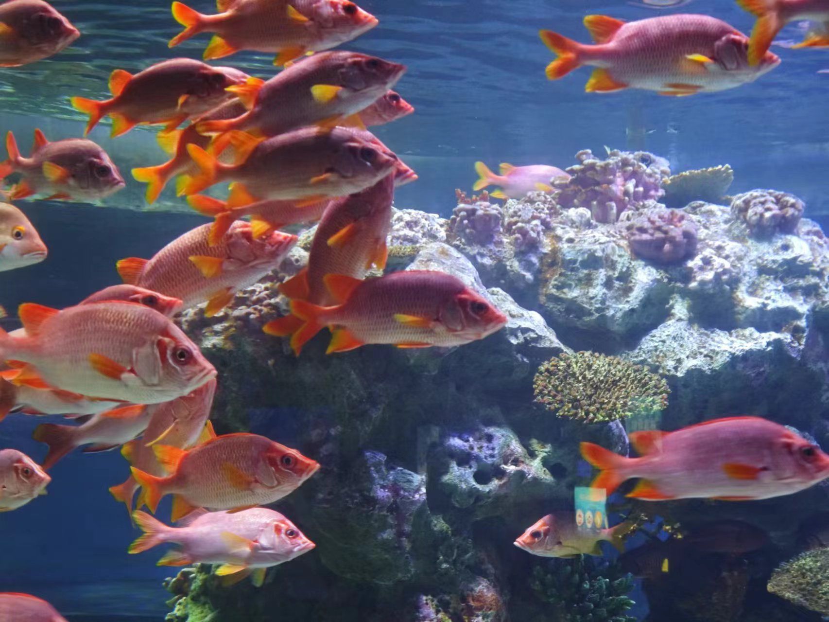 数不清这是我在正佳极地海洋世界的第几次出游了,这里的海鱼种类丰富