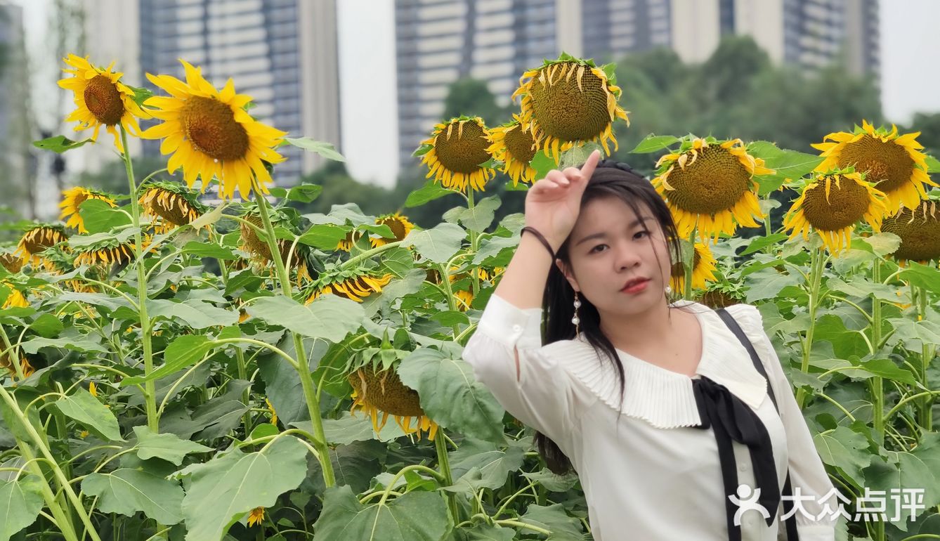 成都市区小众景点，向日葵花海。