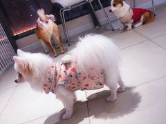 -怪兽屋·羊驼·猫咖·狗咖(俊华广场店)