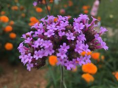 -松山湖梦幻百花洲