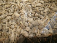 -程友记小海鲜·烧烤(马狮店)