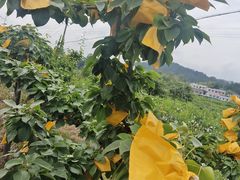 -大围山国家森林公园