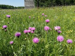 -塞罕坝国家级自然保护区