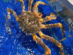 帝王蟹-盒马鲜生(顺义店)