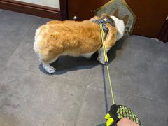 -宠爱国际动物医院· 猫科· 外科·中兽医(长白店)
