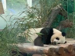 -深圳野生动物园