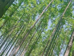 -黄海国家森林公园