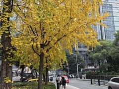 -重庆市江北嘴中央商务区中央公园