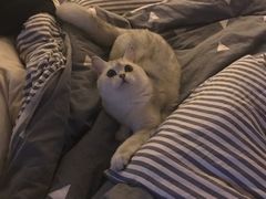 -芭比堂动物医院·犬猫全科·异宠专科(雁塔分院)