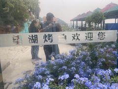 -望湖烤鱼