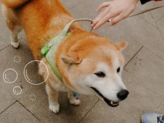 -more than meow吴止猫主题餐厅(承德 中船汇店)