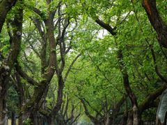 -颐和路民国时期公馆风貌区