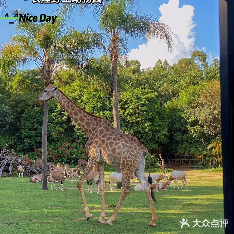 🦒长隆野生动物园游玩攻略｜拒绝踩坑❌注意事项大总结