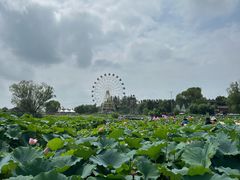 -白洋淀风景区