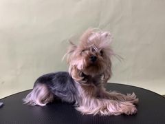 -Oh My Dog宠物沙龙(伊珊娜皮毛护理店)