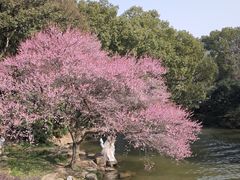 -中国茶叶博物馆(双峰馆区)
