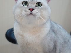 -momokira米努特·德文卷毛猫·棉花面纱犬