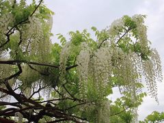 -嘉定紫藤园