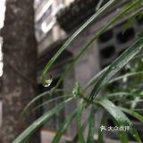 国庆扫街随拍~风响驼铃
