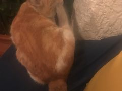 -Sirena海妖日咖夜酒