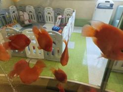 -杭州贝瑞斯美华妇儿医院·早孕·产检·儿科