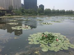 -前关湿地公园