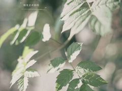 -星满杯TEAFUL(罗湖东门店)