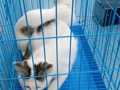 -宠颐生猫科·内科皮肤科(西平世纪城店)