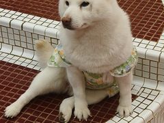 -和它·交个朋友·狗咖猫咖(爱琴海店)