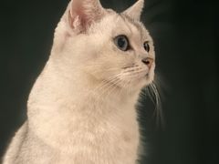 -猫儿山۰猫主题餐厅