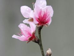 -大埔公路-马料水段香港中文大学(公交站)