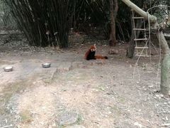 -都江堰中华大熊猫苑